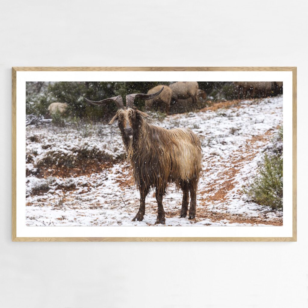 Chèvres dans la montagne Sainte Victoire enneigée 3