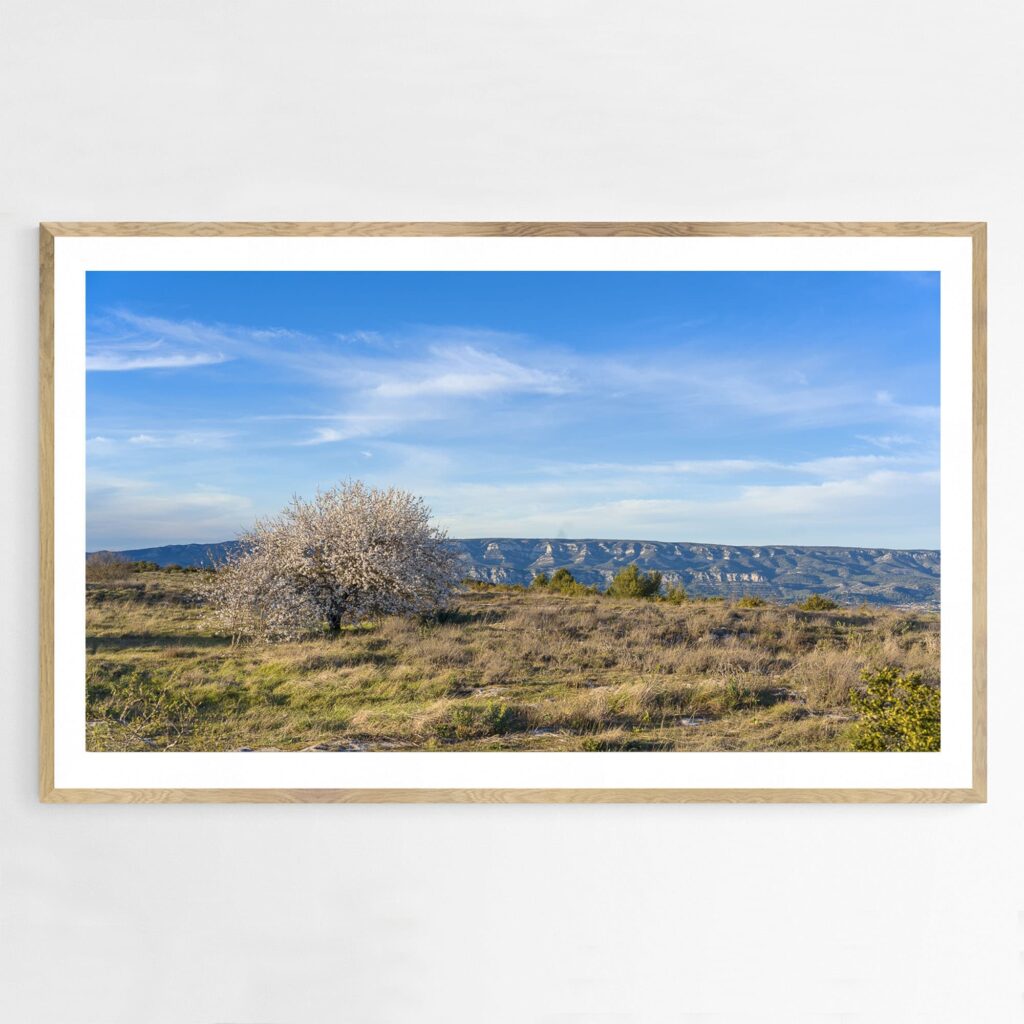 L’amandier en fleurs dans le Luberon, Provence 3