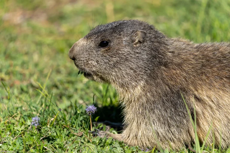 Marmotte des Alpes dans l'herbe